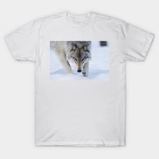 Gray Wolf T-Shirt